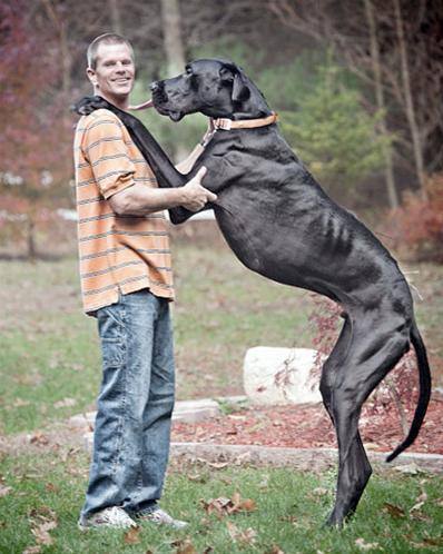 Größter Hund aller Zeiten