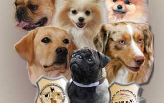 Dog Event des Jahres 2013