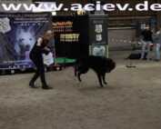 Karen Uecker überzeugt mit Dog-Dancing-Nummer