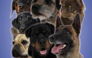 Internationale Tandem Rassehundeausstellungen 2015 || INTERKONTINENTAL & LANDES SIEGER SCHAU 04.07.2015 und Baden Württemberg & Kontinental Sieger Schau 05.07.2015 in 74081 Heilbronn.