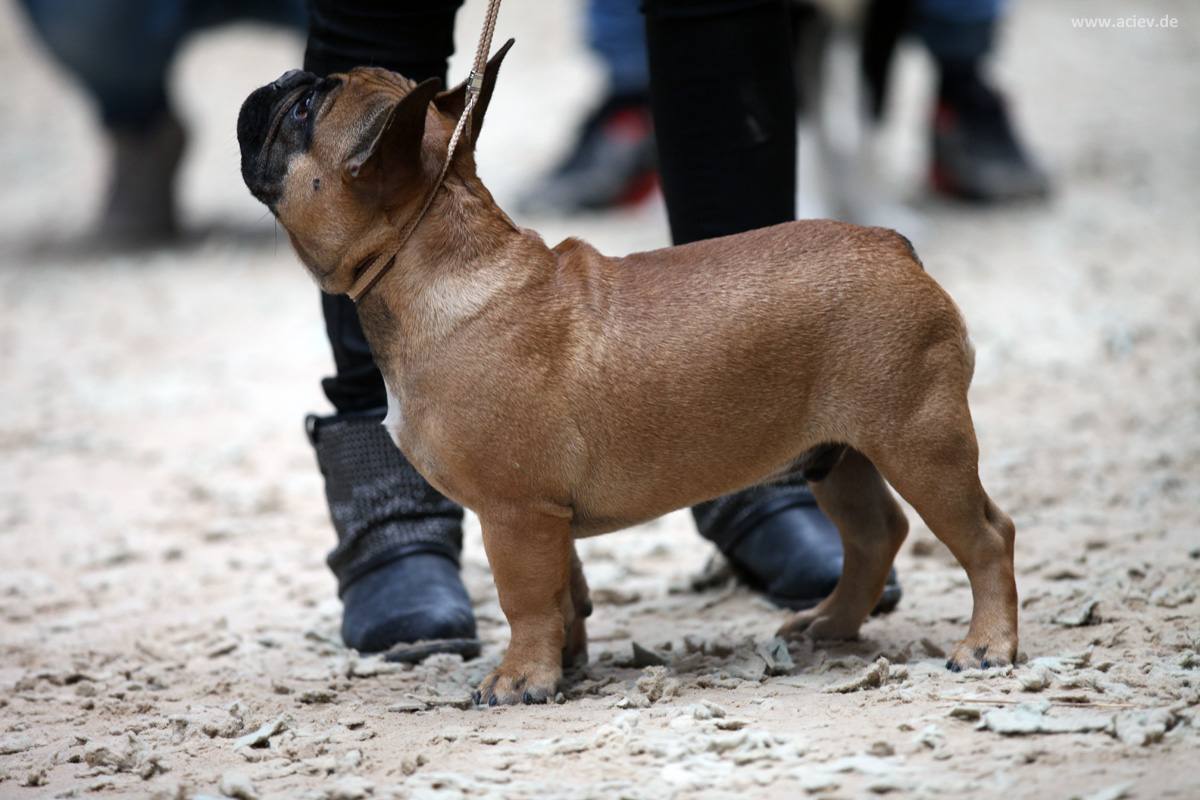 Hundeausstellung Französische Bulldogge Heidelberg 2015