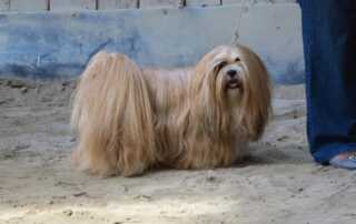 Der Lhasa Apso ist eine von der FCI anerkannte Hunderasse aus Tibet, deren Zuchtbuch aber in Großbritannien geführt wird.