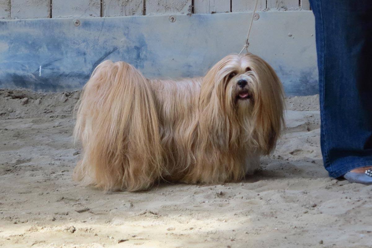 Der Lhasa Apso ist eine von der FCI anerkannte Hunderasse aus Tibet, deren Zuchtbuch aber in Großbritannien geführt wird.