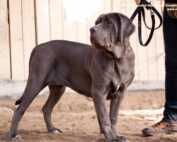 Mastino Internationale Tandem-Rassehunde-Ausstellung ®