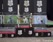 Int. CACIB Tandem-Rassehunde-Ausstellung ® 06.09.2015