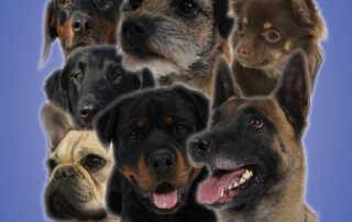 Hundeausstellung AHV Heilbronn