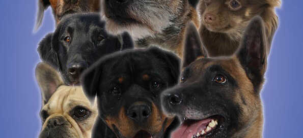 Hundeausstellung AHV Heilbronn