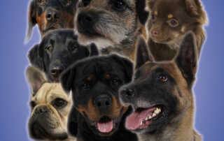 Int. Tandem-Rassehunde-Ausstellung 07.07.2013 Heilbronn