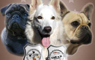 Rassehundeausstellungen 13.05.2012 Geiselwind