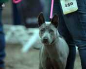 Impressionen der Tandem-Rassehundeausstellung All Star Dog Schau und Bundessiegerschau in Heidelberg 01.05.2016