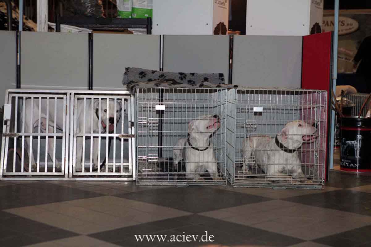 Sieger und Impressionen Int. Tandem Rassehunde Ausstellung 05.05.2013 All Star Dog Show und Bundessiegerschau in Geiselwind