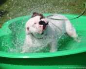 Kontinentalsiegerschau und Baden Württemberg Sieger Schau 2015 am Sonntag