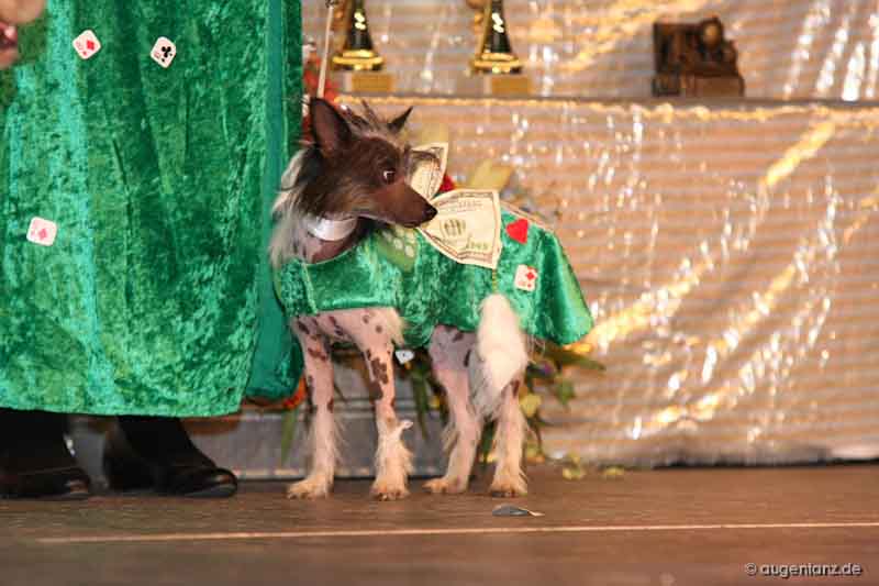 Impressionen Int. Tandem Rassehunde Ausstellung 13.05.2012 All Star Dog Show und Bundessiegerschau in Geiselwind