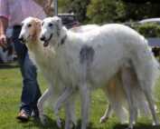 Interkontinental Sieger Schau & Europa Sieger Schau 2017 Meckesheim