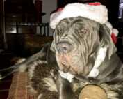 Auch die Hunde feiern Weihnachten