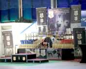 Tandem Rassehunde Ausstellung All Star Dog Show und Bundessiegerschau 03.06.2018