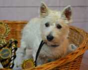 Welt Sieger Schau und German Champion Cup 08.09.2019 Westi mit Sein Pokal in Korb