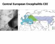 Central European Encephalitis CEE