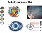 Collie Eye Anomaly CEA