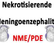 Nekrotisierende Meningoenzephalitis (NME/PDE)