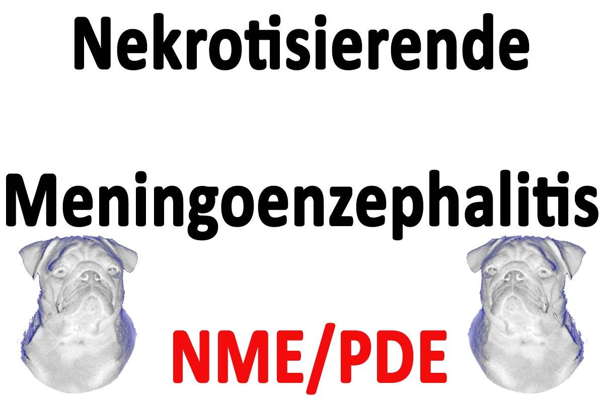 Nekrotisierende Meningoenzephalitis (NME/PDE)