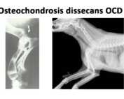 Fragmentierter Processus coronoideus medialis der Ulna (FPC) und Osteochondrosis dissecans der Trochlea humeri (OCD)