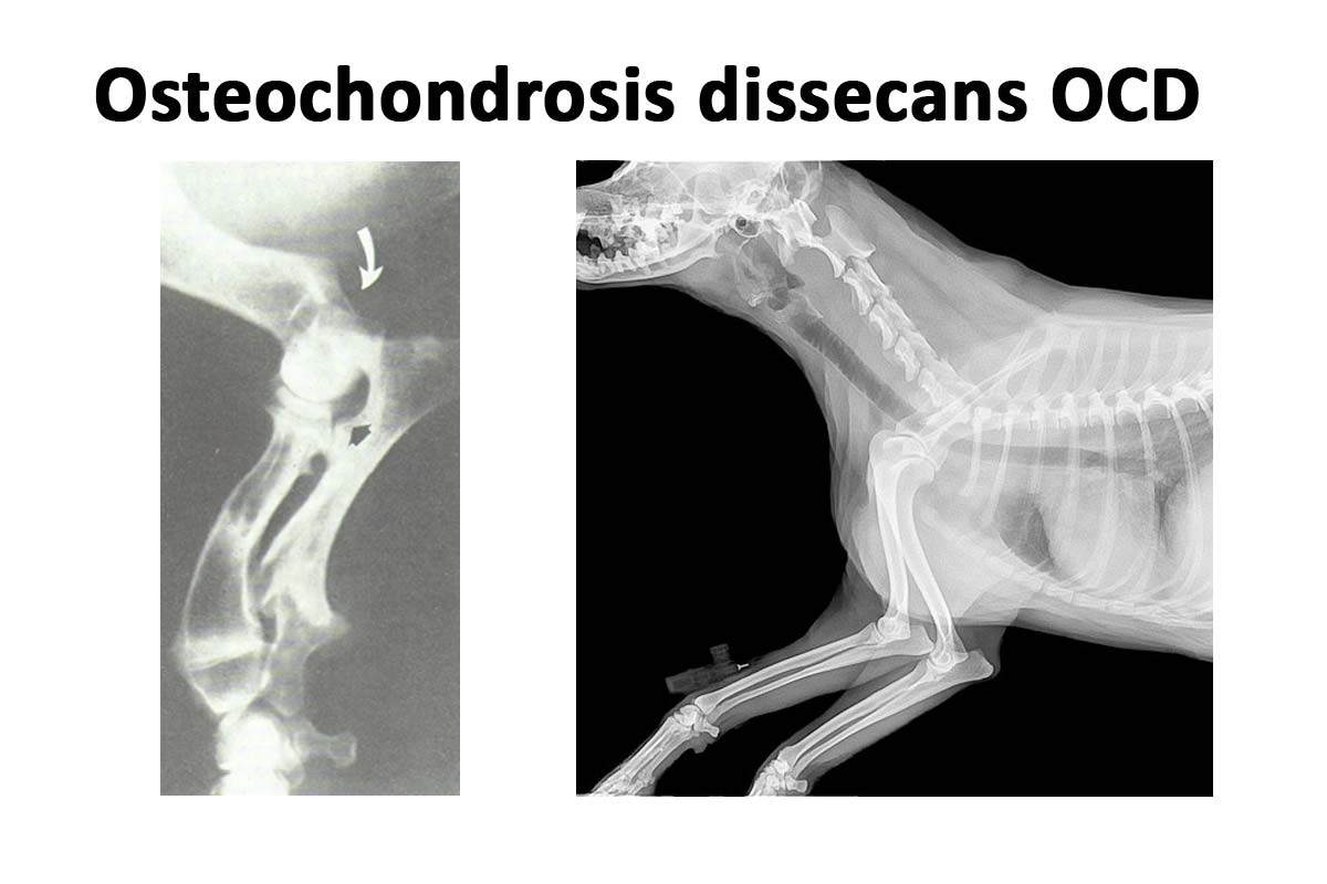 Fragmentierter Processus coronoideus medialis der Ulna (FPC) und Osteochondrosis dissecans der Trochlea humeri (OCD)