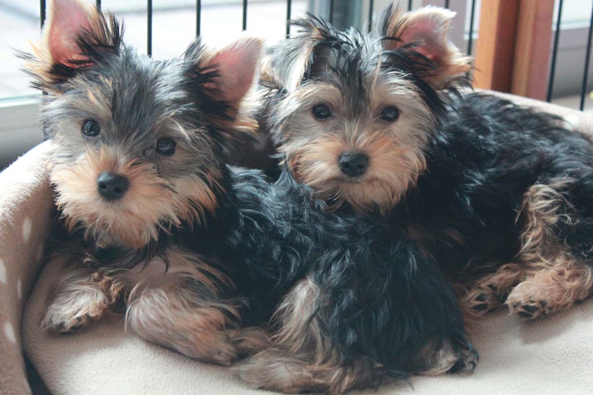 Yorkshire Terrier -https://pixabay.com/photos/yorkshire-terrier-puppy-dog-brothers-1718023/