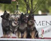 Internationale Ausstellung in Erbach Odenwald. ACI Zuchtgruppe Sieger – Deutscher Mittelspitz Zwinger von der Roßsteige. Corola Mahler aus Spiegelberg