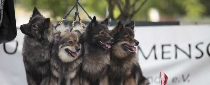 Internationale Ausstellung in Erbach Odenwald. ACI Zuchtgruppe Sieger – Deutscher Mittelspitz Zwinger von der Roßsteige. Corola Mahler aus Spiegelberg