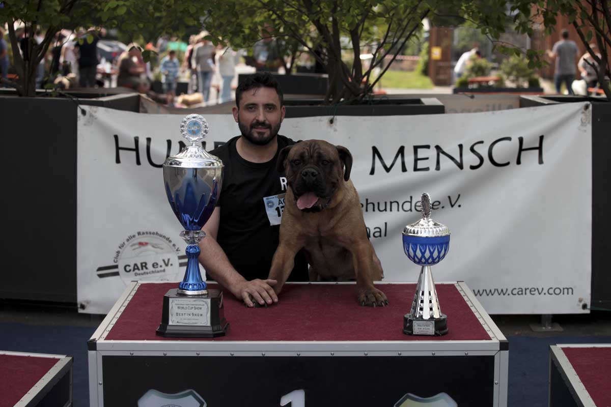 WorldCup Show BEST in SHOW: Start-Nr. 137 Cane Corso Italiano „Pathos“ mit Hundeführer Pietro D`Alto aus Marburg.
