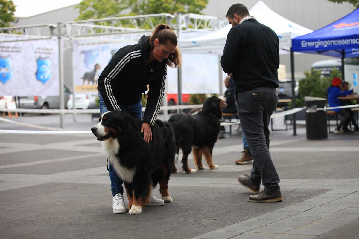 Berner Sennenhund U NAS GRADKA z Deikowej Doliny Welt Sieger Schau und German Champion Cup