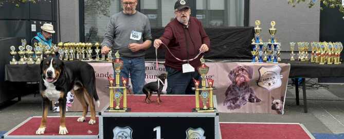 Best in Show Deutschland Sieger Schau in Erbach 23.04.2023 DSS