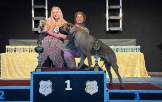 Best in Show World Cup Show Miniature Bull Terrier & Fila Brasileiro 