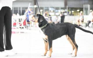 Am 13.07.2024, versammelten sich zahlreiche Hundefreunde in Waldbronn. Unter den vielen Rassen stach besonders ein Großer Schweizer Sennenhund