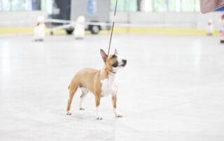 Miniatur Bullterrier in der Ausstellung