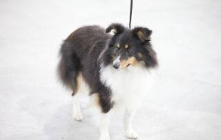Am Samstag, den 13.07.2024, fanden sich zahlreiche Hundefreunde in Waldbronn zur Internationalen Tandem Rassehunde- und Gebrauchshunde-Ausstellung zusammen. Unter den vielen verschiedenen Rassen, die vorgestellt wurden, war auch der elegante Shetland Sheepdog, bekannt als Sheltie, vertreten.