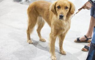 Unsere Tandem Rassehunde Ausstellungen setzen ein starkes Zeichen für Inklusion und Chancengleichheit.