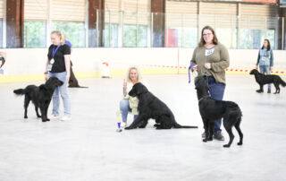 Tandem-Rassehunde-Ausstellung Best of Flat Coated Retriever BSS 13.07.2024