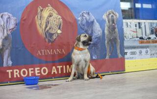 Charakter und Aussehen des Boerboels Der Boerboel ist ein großer, kräftiger Hund, der ursprünglich als Wachhund auf südafrikanischen Farmen gezüchtet wurde. Er besitzt ein robustes und muskulöses Erscheinungsbild, gepaart mit einem ausgeglichenen und selbstsicheren Temperament. Diese Rasse ist bekannt für ihre Loyalität und ihre Fähigkeit, ihr Zuhause und ihre Familie zu beschützen.