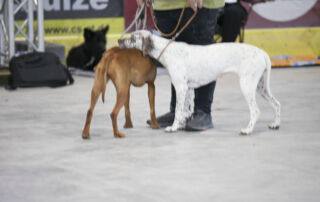 Braque du Bourbonnais in der Ausstellung Am Samstag, den 13.07.2024, fanden sich zahlreiche Hundefreunde in Waldbronn zur Internationalen Tandem Rassehunde- und Gebrauchshunde-Ausstellung ein. Unter den vielen beeindruckenden Hunden, die antraten, fiel der Braque du Bourbonnais besonders ins Auge.