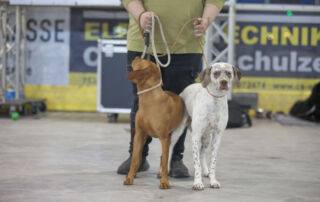 Braque du Bourbonnais in der Ausstellung Am Samstag, den 13.07.2024, fanden sich zahlreiche Hundefreunde in Waldbronn zur Internationalen Tandem Rassehunde- und Gebrauchshunde-Ausstellung ein. Unter den vielen beeindruckenden Hunden, die antraten, fiel der Braque du Bourbonnais besonders ins Auge.