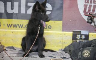 Der Altdeutsche Schäferhund in Schwarz ist eine faszinierende und beeindruckende Variante der Rasse. Mit seiner eleganten Erscheinung, seinem ausgeglichenen Temperament und seiner hohen Trainierbarkeit ist er nicht nur ein geschätzter Begleiter, sondern auch ein herausragender Teilnehmer bei Hundeausstellungen.