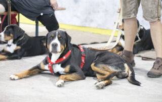 Bedeutung der Teilnahme Die Teilnahme eines jungen Großen Schweizer Sennenhundes an einer solchen Ausstellung ist von großer Bedeutung für die weitere Entwicklung und Sozialisierung des Hundes. Es bietet ihm die Gelegenheit, sich an die Umgebung, die Menschenmenge und die anderen Hunde zu gewöhnen, was für seine zukünftige Karriere als Ausstellungshund und Begleiter wichtig ist. Zudem gibt es den Züchtern und Besitzern wertvolle Rückmeldungen von erfahrenen Richtern über den Entwicklungsstand und das Potenzial des Hundes.