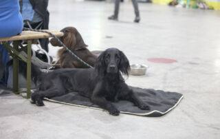 Teilnahme an Ausstellungen Der Flat-Coated Retriever beeindruckt bei Ausstellungen durch seine anmutige Erscheinung und sein freundliches Wesen. Ein Beispiel für einen erfolgreichen Flat-Coated Retriever ist [Name des Hundes], der bei der [Name der Ausstellung] aufgrund seiner eleganten Präsenz und seines perfekten Gangwerks ausgezeichnet wurde.