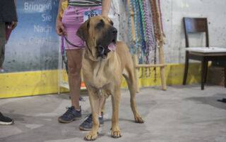 Filas Brasileiro sind für ihre imposante Präsenz und beeindruckende Stärke bekannt. Bei der Deutschland Sieger Schau und der World Cup Show am 14.07.2024 werden diese beeindruckenden Hunde sicherlich eine herausragende Rolle spielen.