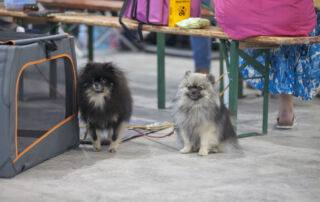 Am Samstag, den 13.07.2024, fanden sich zahlreiche Hundefreunde in Waldbronn zur Internationalen Tandem Rassehunde- und Gebrauchshunde-Ausstellung zusammen. Unter den vielen verschiedenen Rassen, die vorgestellt wurden, war auch der bezaubernde Zwergspitz vertreten.