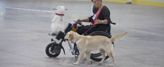 Bei unseren Tandem Rassehunde Ausstellungen steht nicht nur die Bewertung der Hunde im Vordergrund, sondern auch die Inklusion und Chancengleichheit für alle Teilnehmer. Wir sind stolz darauf, eine Umgebung zu schaffen, in der jeder Hundeliebhaber, unabhängig von seinen körperlichen Voraussetzungen, seine Hunde vorführen kann.
