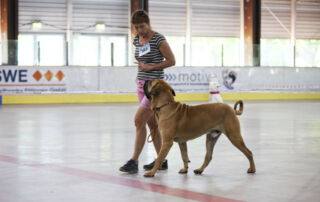 Die Teilnahme des Fila Brasileiro an der Deutschland Sieger Schau und der World Cup Show bietet eine hervorragende Gelegenheit, die beeindruckende Präsenz und die einzigartigen Eigenschaften dieser Rasse zu präsentieren. Für Besitzer und Züchter des Fila Brasileiro ist dies eine wertvolle Möglichkeit, ihre Hunde einem breiten Publikum zu zeigen und sich mit anderen Liebhabern dieser Rasse zu messen.