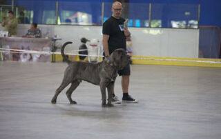 Mastino Napoletano Miro Guard of the District, auch bekannt als Miro GoD Mastino ACI DSS-WCS 14.07.2024